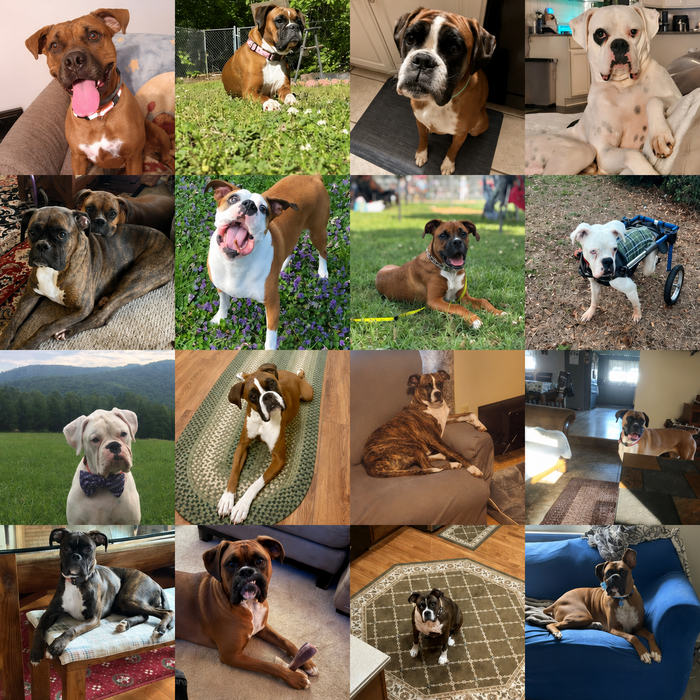 Sanctuary Acres Boxer Rescue — June Dogs of the Month