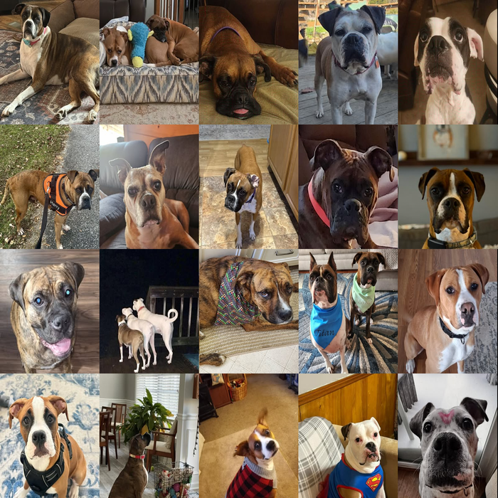 Meet Our Dogs of the Month — April