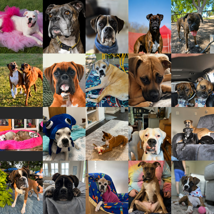 Meet Our Dogs of the Month — August 2026