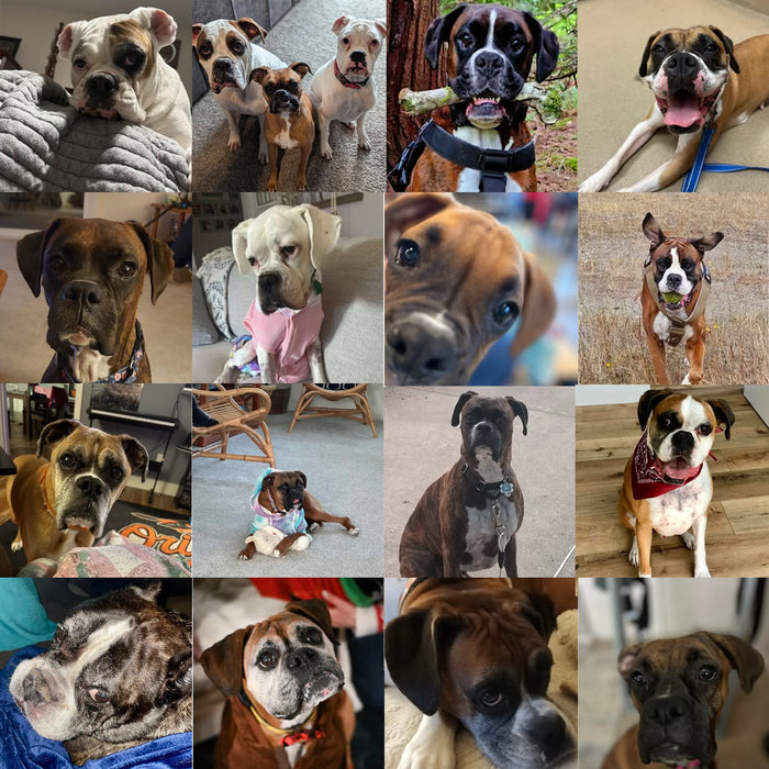 Meet Our Dogs of the Month — August