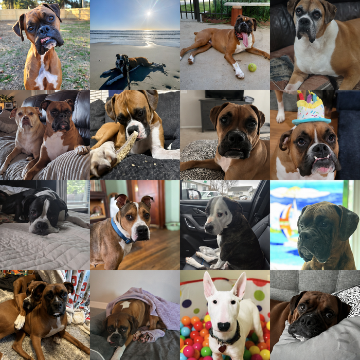 Meet Our Dogs of the Month — June