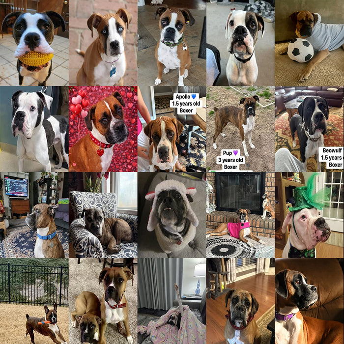 Meet Our Dogs of the Month — March
