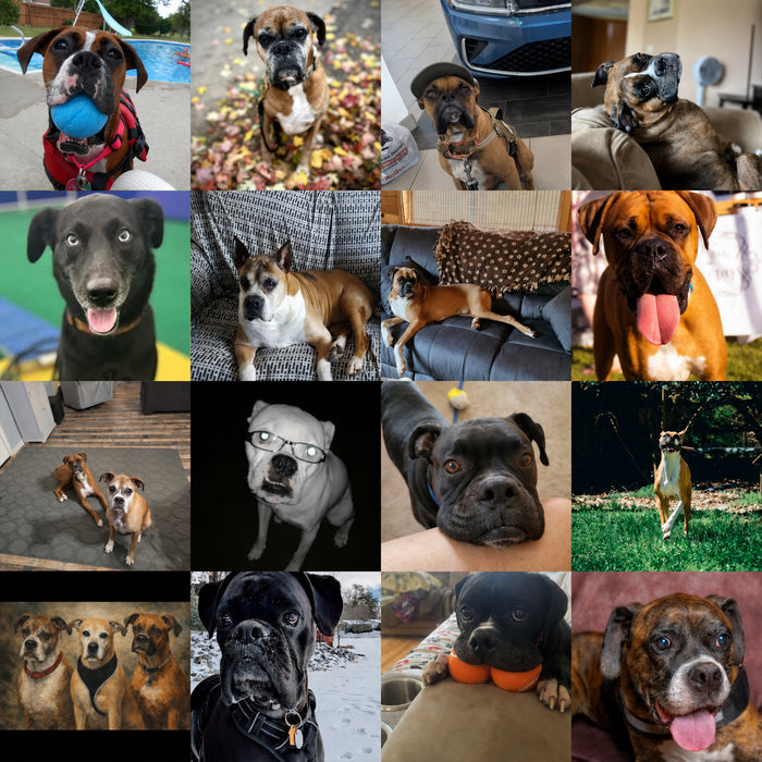 Meet Our Dogs of the Month — May