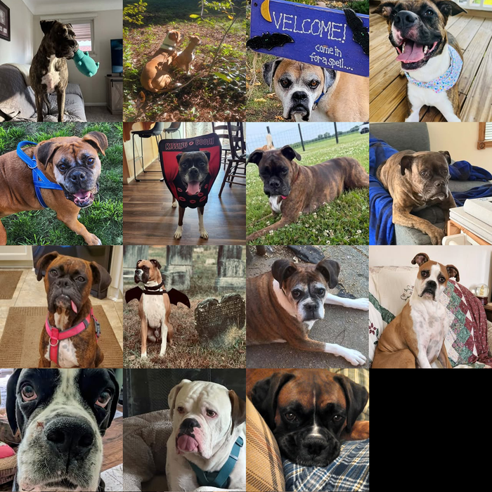 Meet Our Dogs of the Month — October 2026