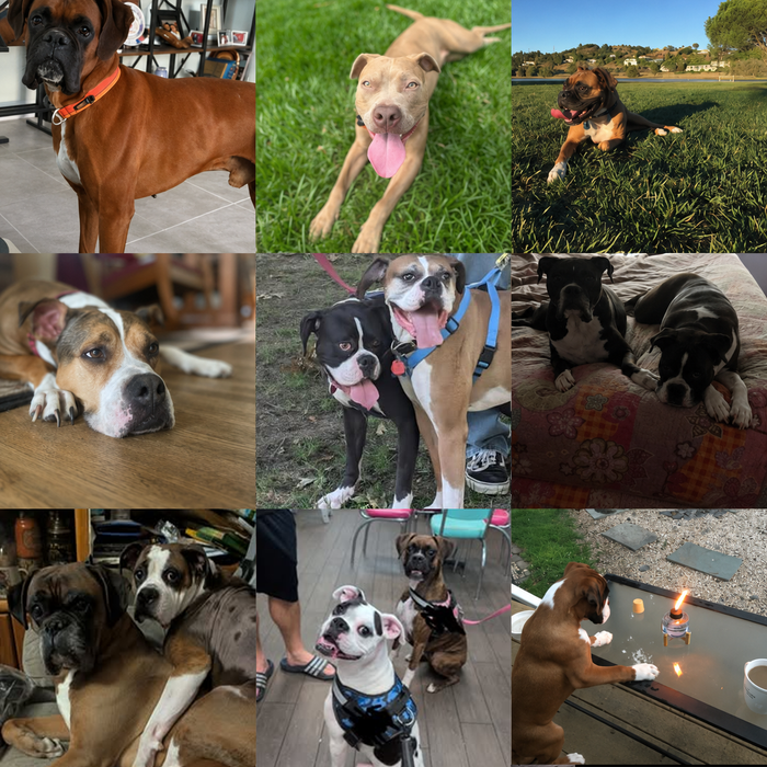 Meet Our Dogs of the Month — September 2026