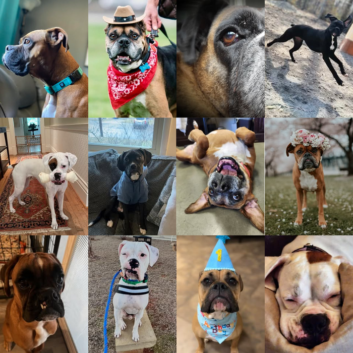 Meet Our Dogs of the Month