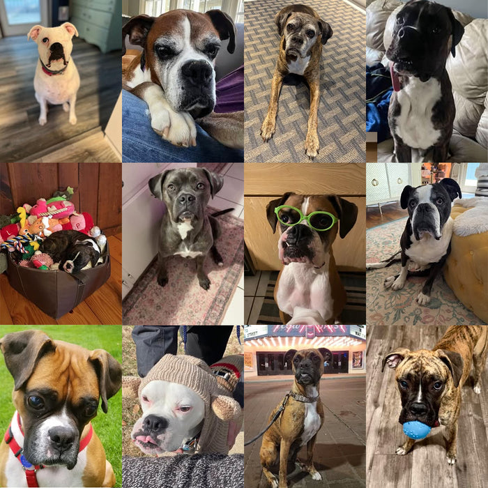 Meet Our Dogs of the Month — June