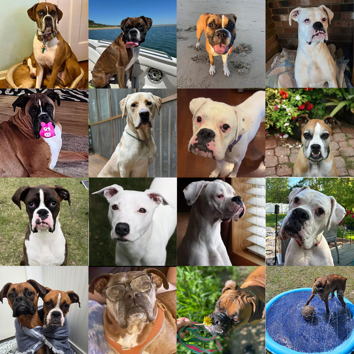 Meet Our Dogs of the Month — September