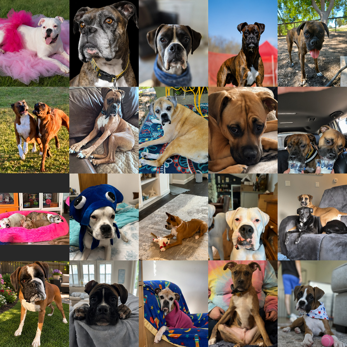 Meet Our Dogs of the Month — August 2026